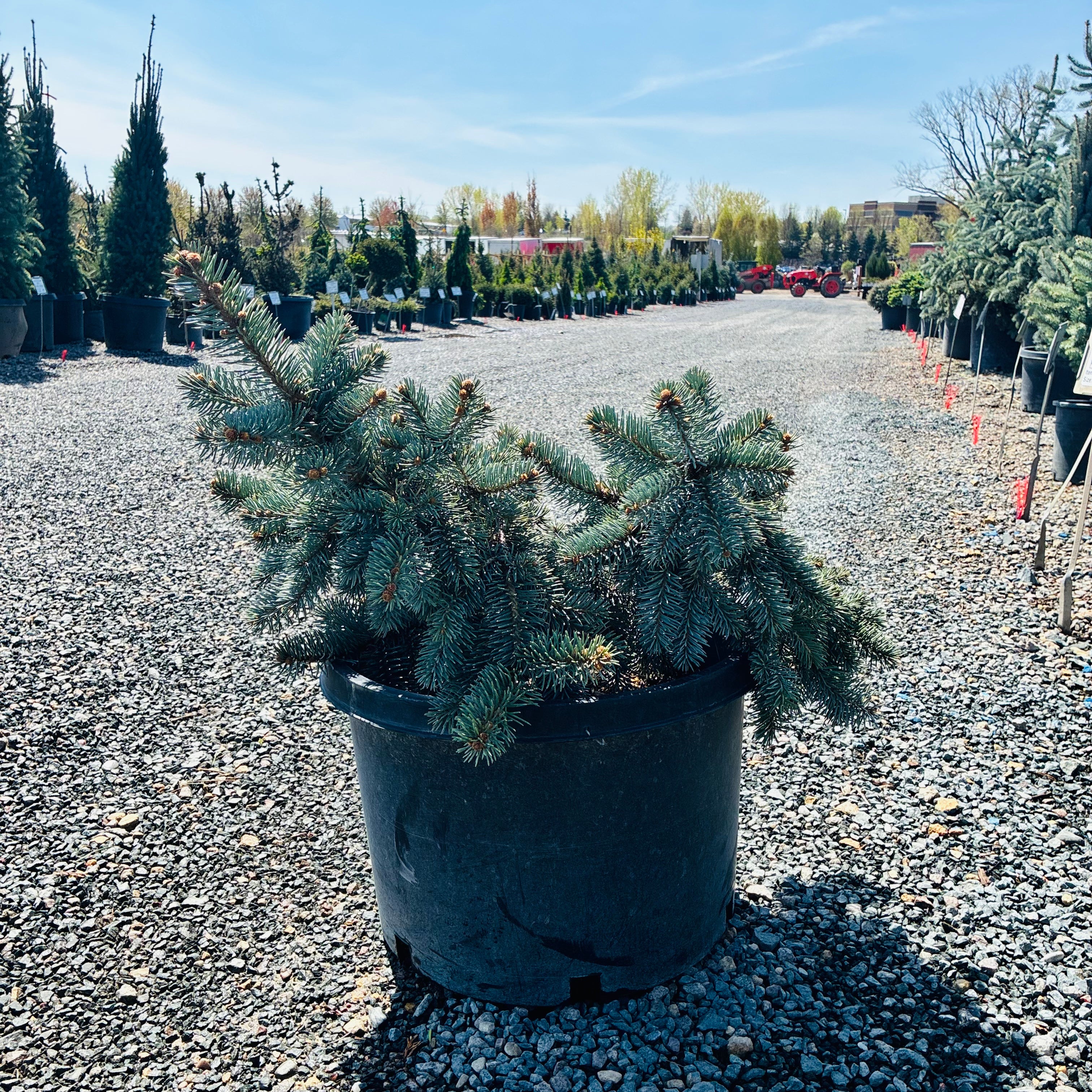 Dwarf Spreading Colorado Blue Spruce — Eden Prairie, MN