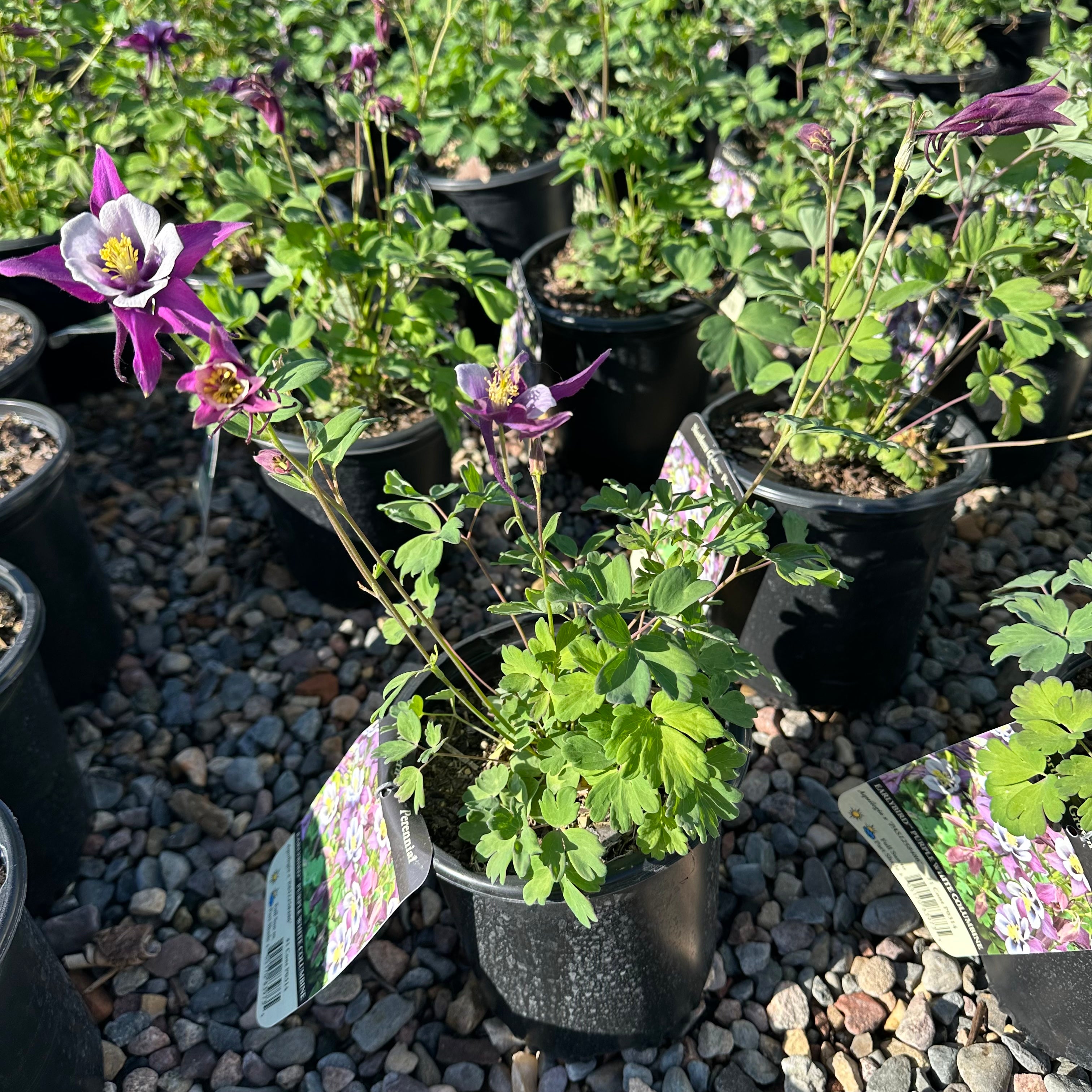 Earlybird Purple White Columbine — St. Paul, MN