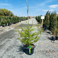 Eastern Larch (Tamarack) — Eden Prairie, MN