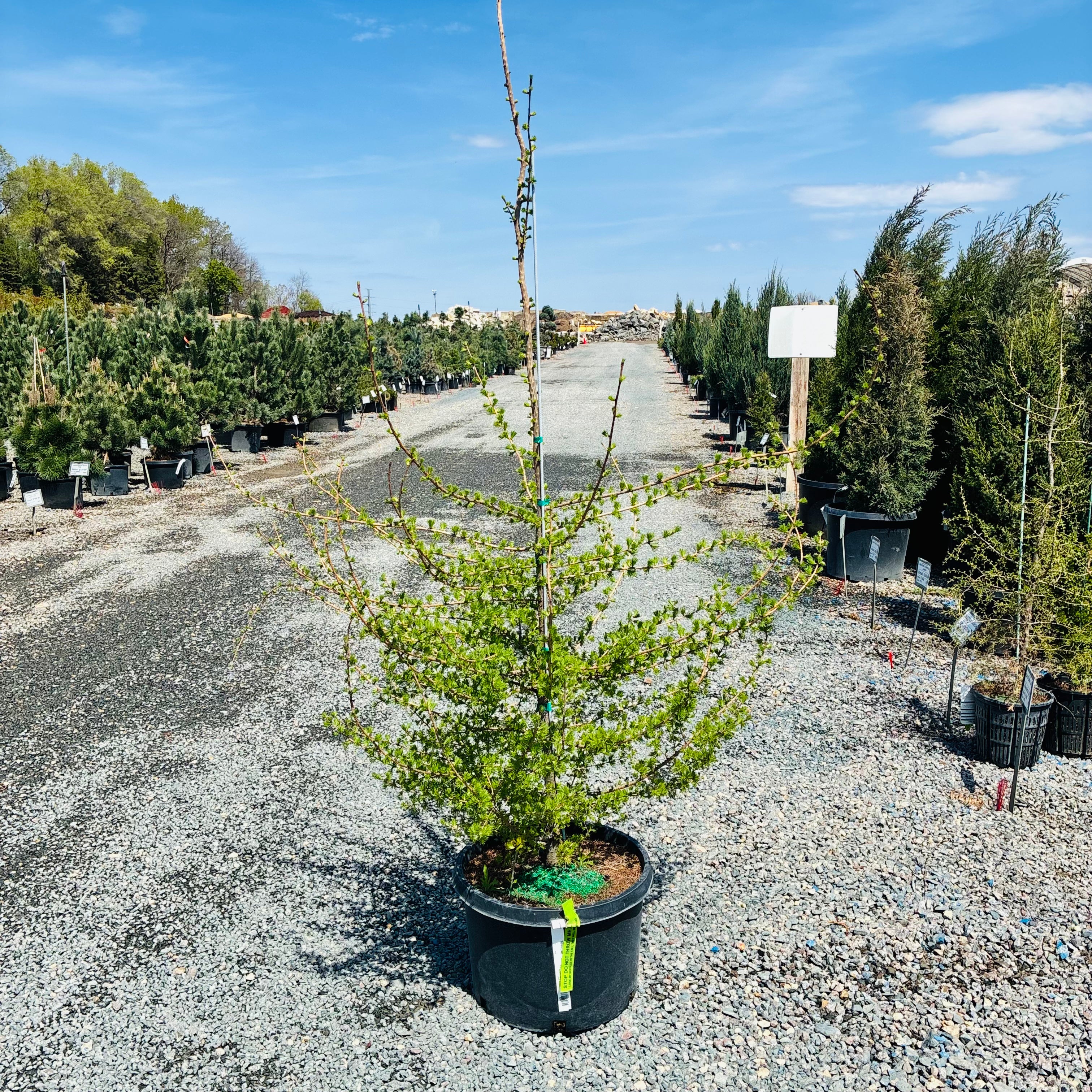 Eastern Larch (Tamarack) (Common Names) — Eden Prairie, MN