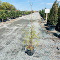 Eastern Larch (Tamarack) in nursery container — Woodbury, MN