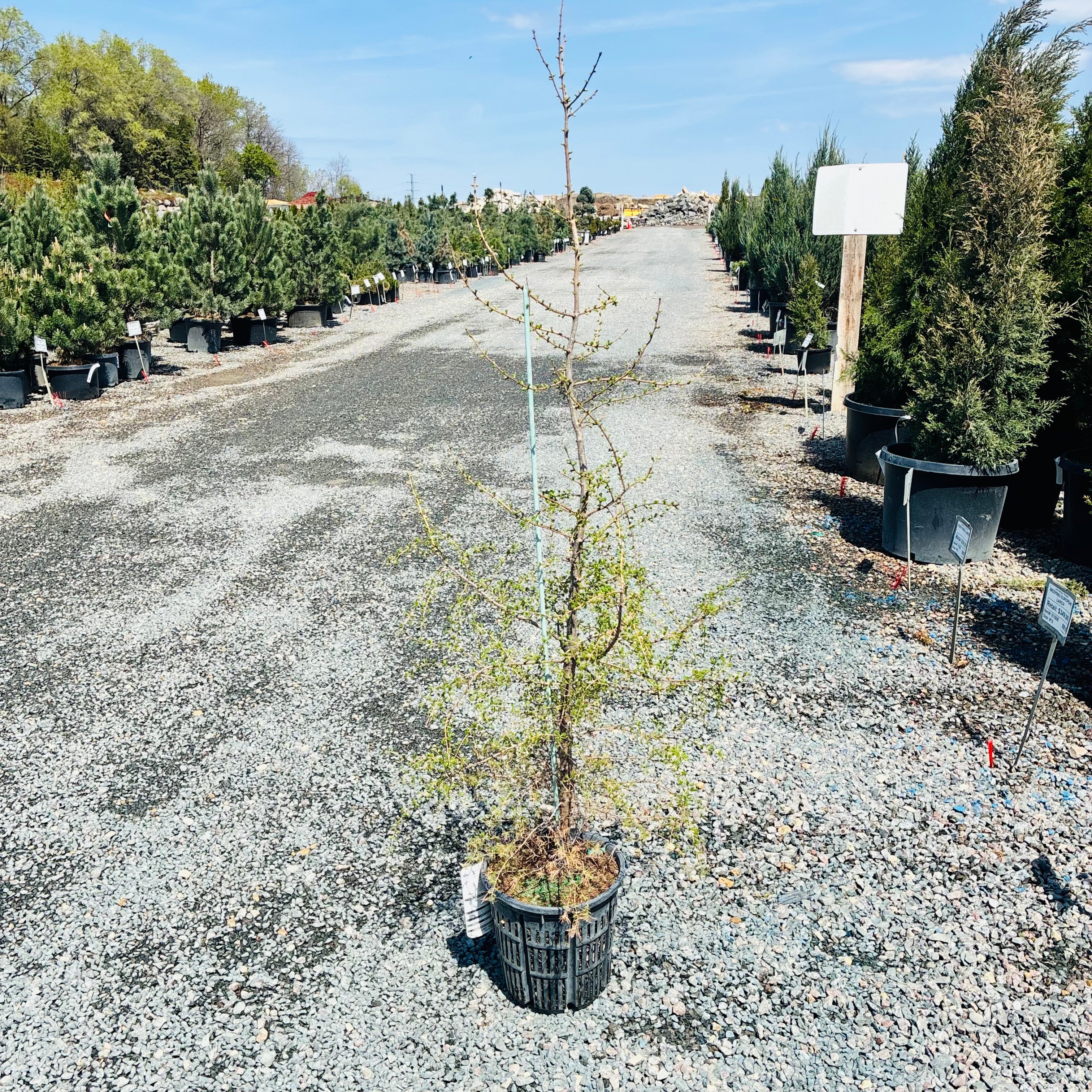 Eastern Larch (Tamarack) (Common Names) in nursery container — Woodbury, MN