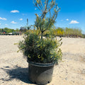 Eastern White Pine — St. Paul, MN