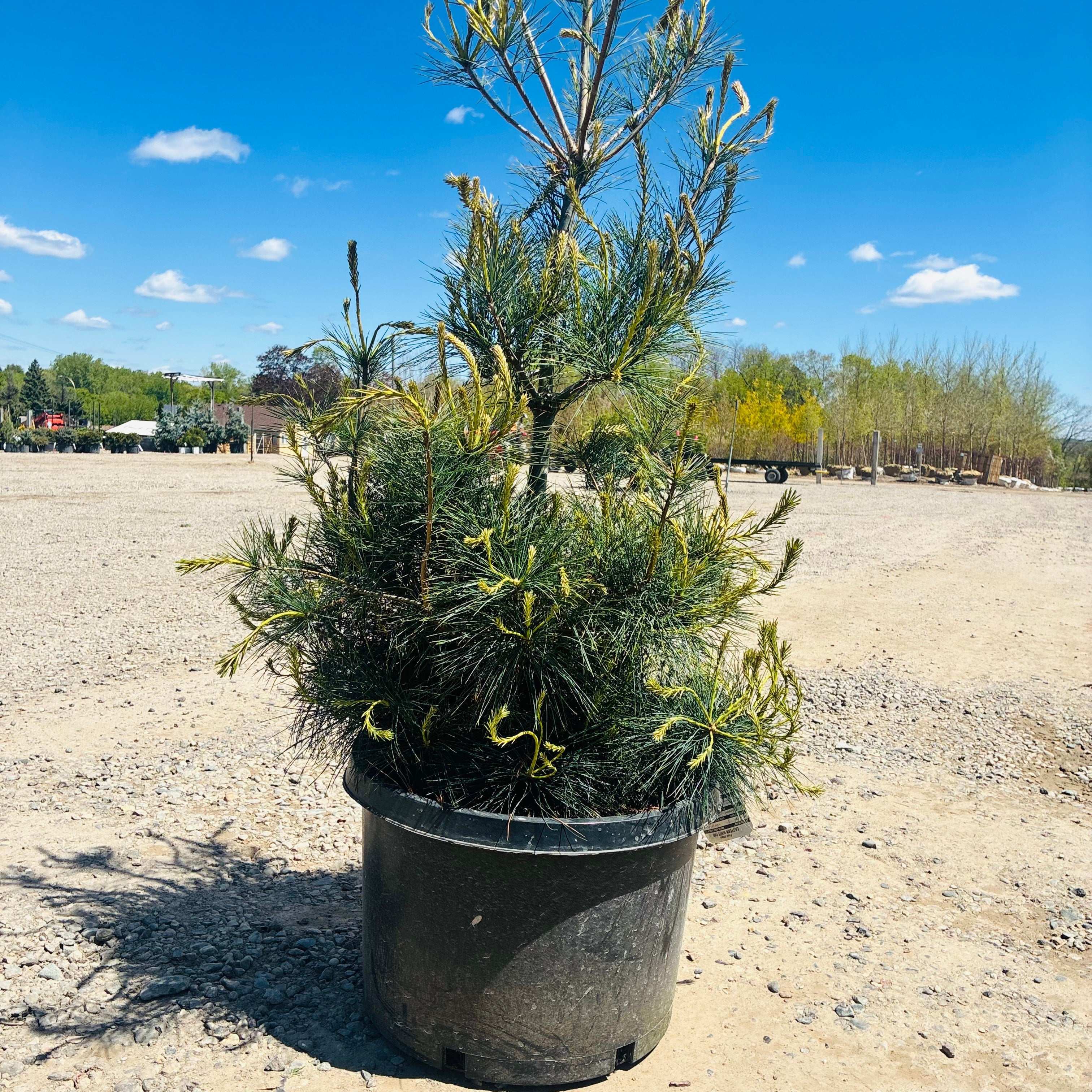 Eastern White Pine — St. Paul, MN