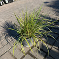 Eldorado Feather Reed Grass — Bloomington, MN