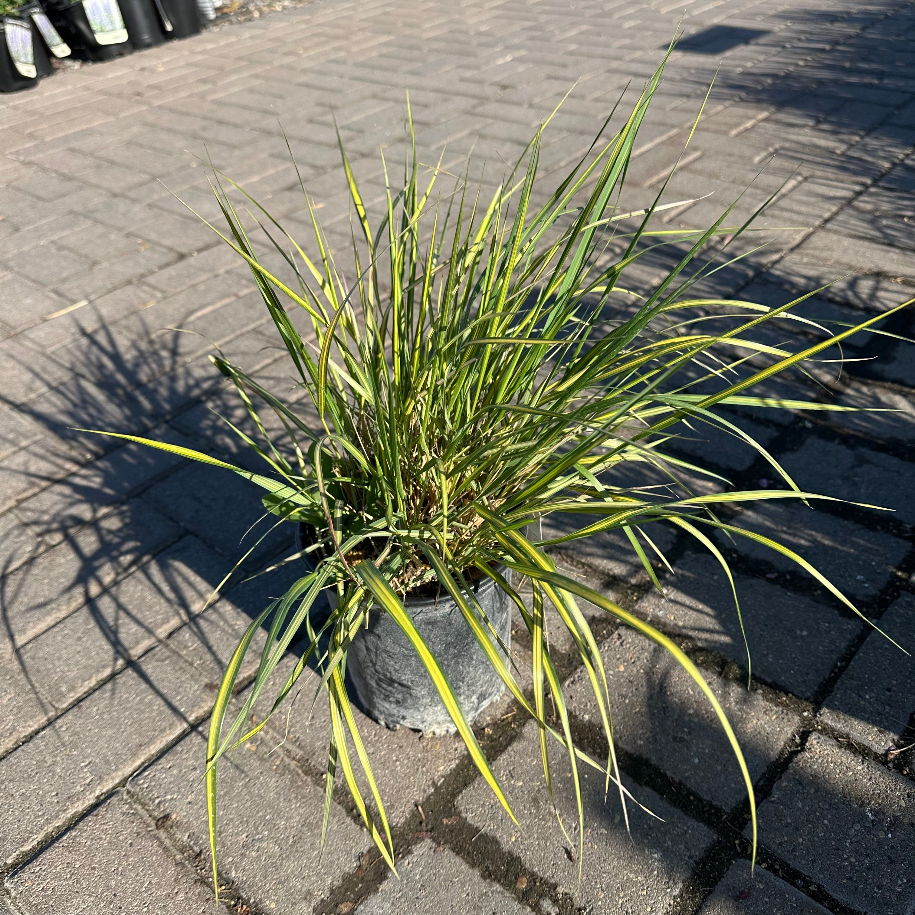 Eldorado Feather Reed Grass — Bloomington, MN
