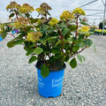 Endless Summer BloomStruck Hydrangea (Hydrangea macrophylla 'BloomStruck') — Wayzata, MN
