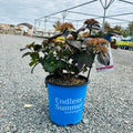 Endless Summer Pop Star Hydrangea (Hydrangea macrophylla 'Pop Star') — Eden Prairie, MN