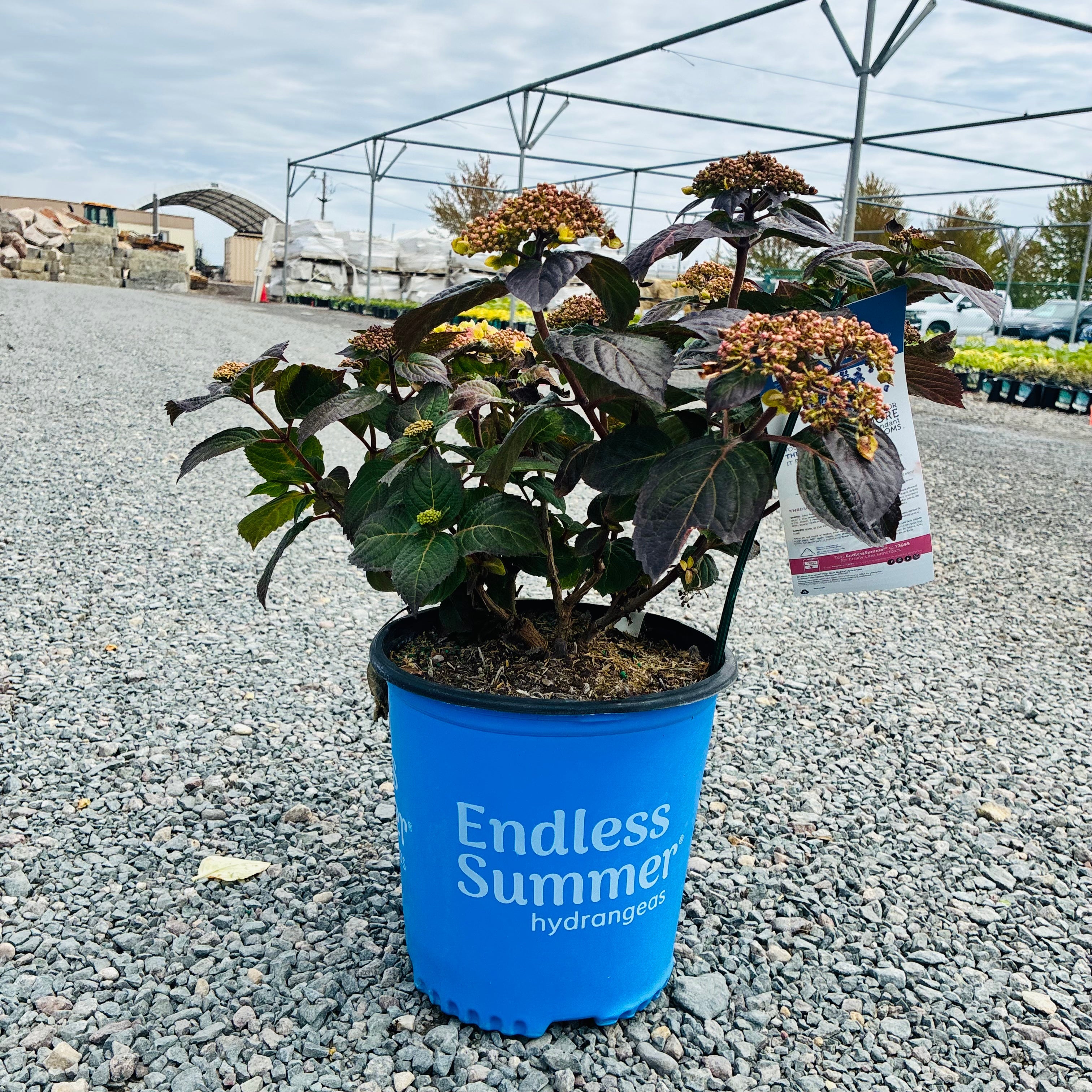Endless Summer Pop Star Hydrangea (Hydrangea macrophylla 'Pop Star') — Eden Prairie, MN