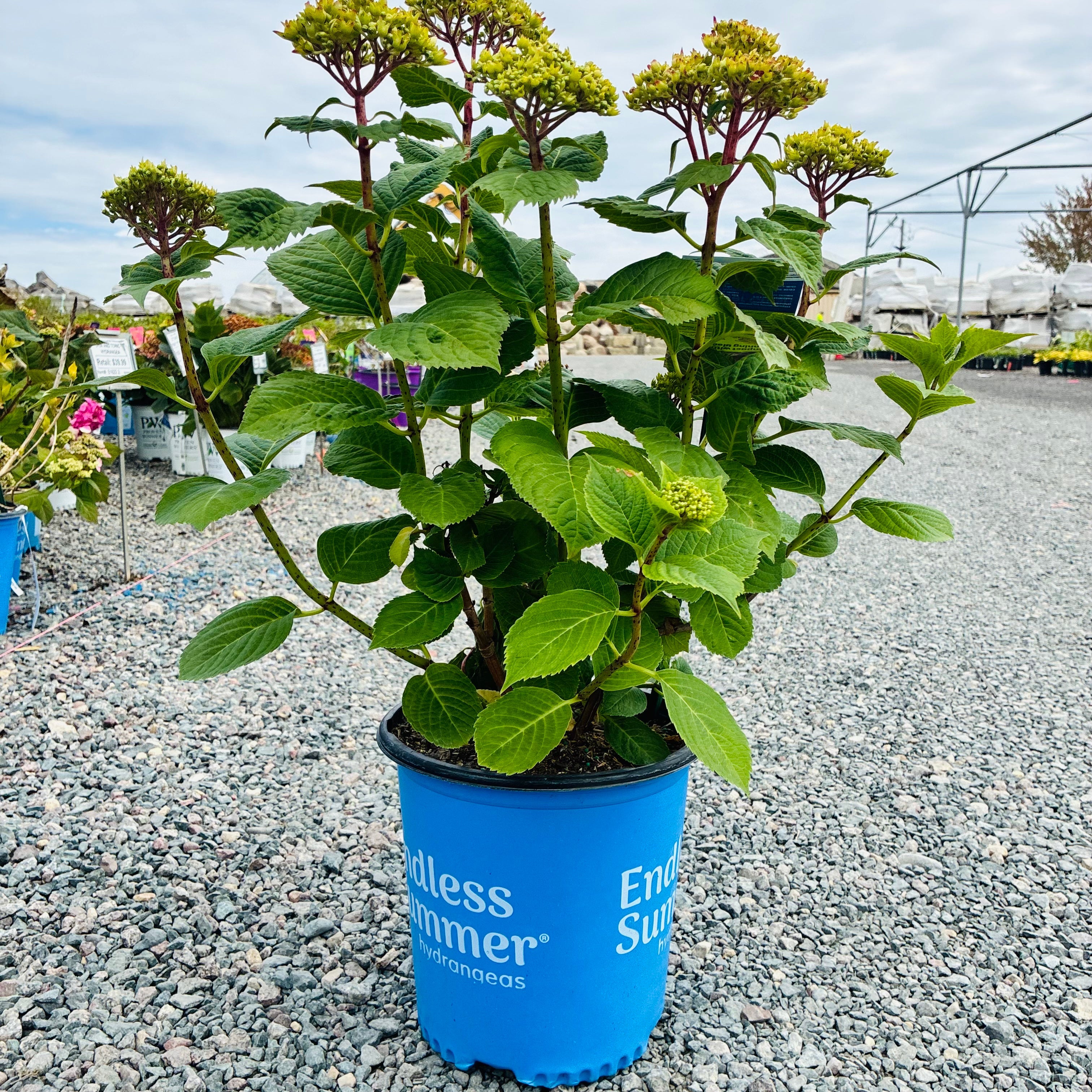 Endless Summer Summer Crush Hydrangea (Hydrangea macrophylla 'Summer Crush') — Woodbury, MN