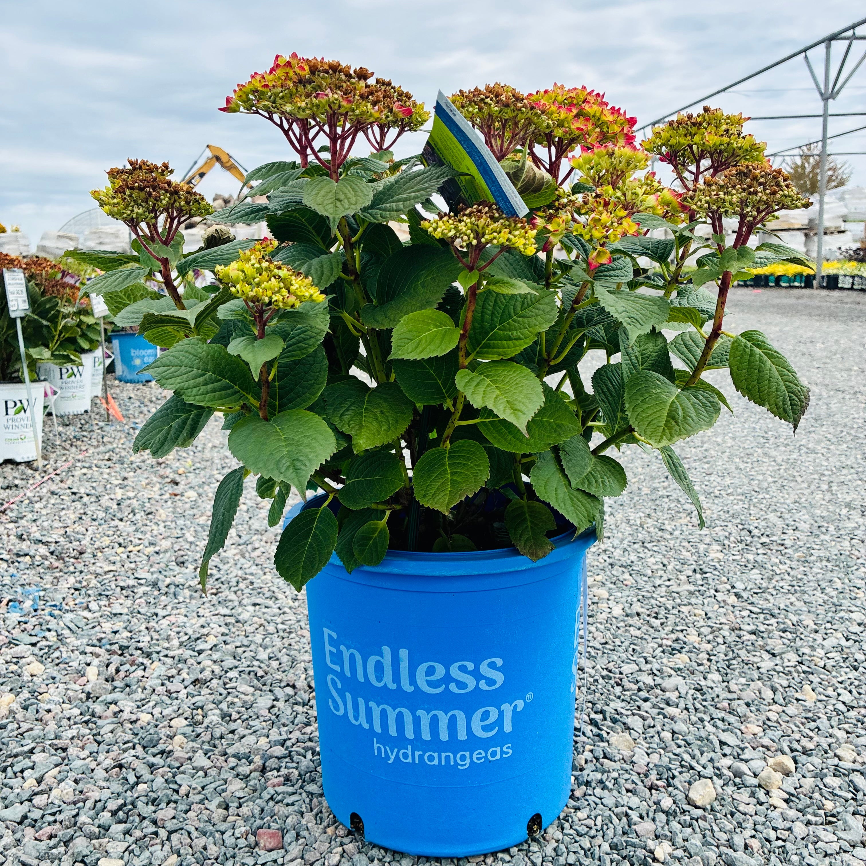 Endless Summer Summer Crush Hydrangea (Hydrangea macrophylla 'Summer Crush') in nursery container — Maple Grove, MN