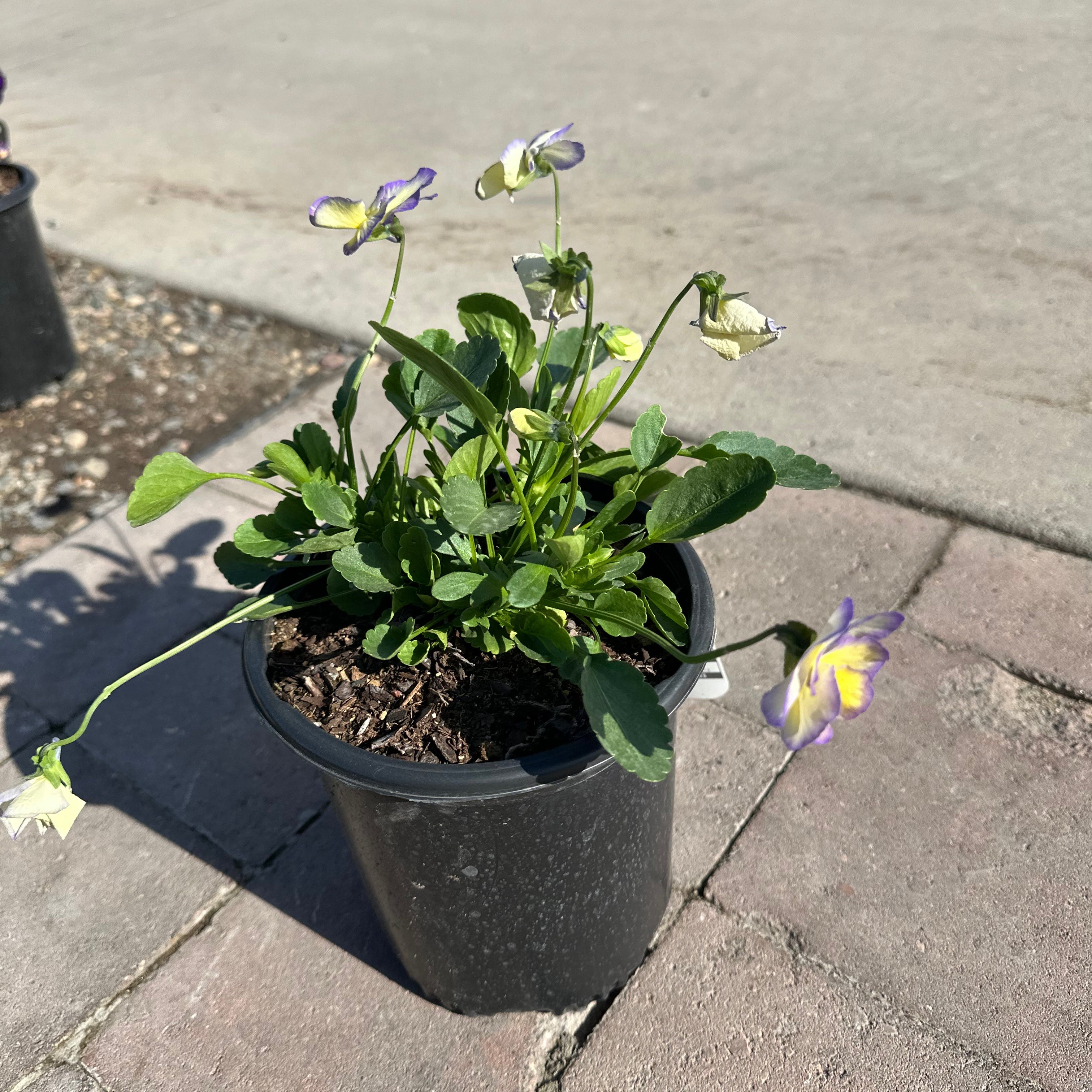 Etain Viola (Viola 'Etain') — Woodbury, MN