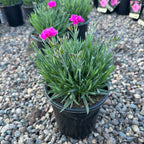 Everlast Orchid Dianthus (Dianthus 'Everlast Orchid') — St. Paul, MN