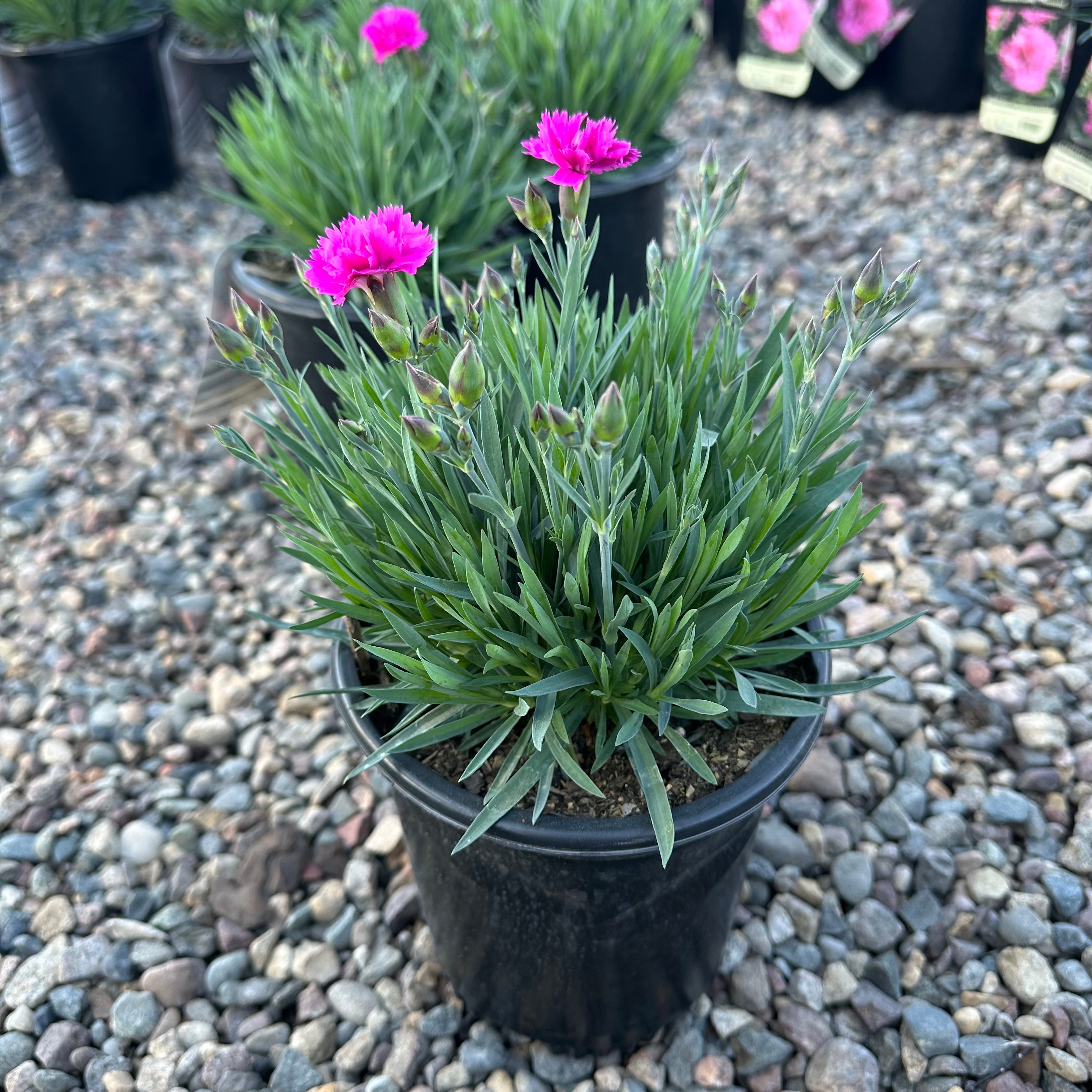 Everlast Orchid Dianthus (Dianthus 'Everlast Orchid') — St. Paul, MN