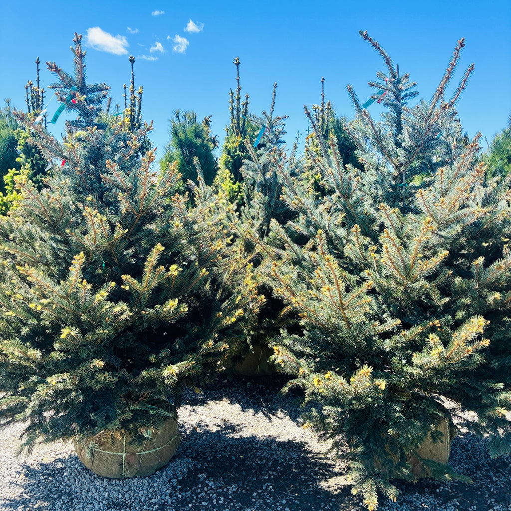 Fat Albert Colorado Blue Spruce in nursery container — Bloomington, MN