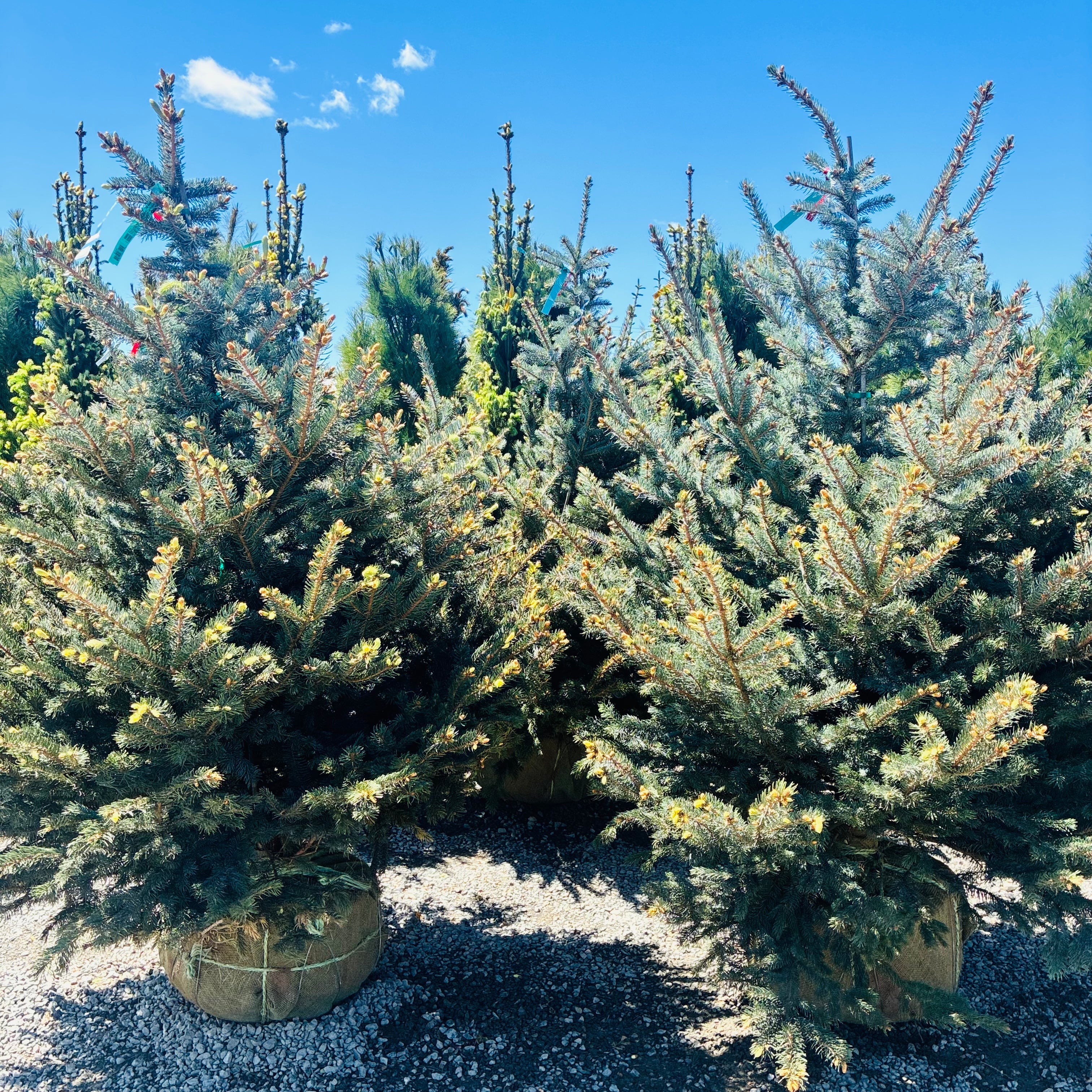 Fat Albert Colorado Blue Spruce in nursery container — Bloomington, MN