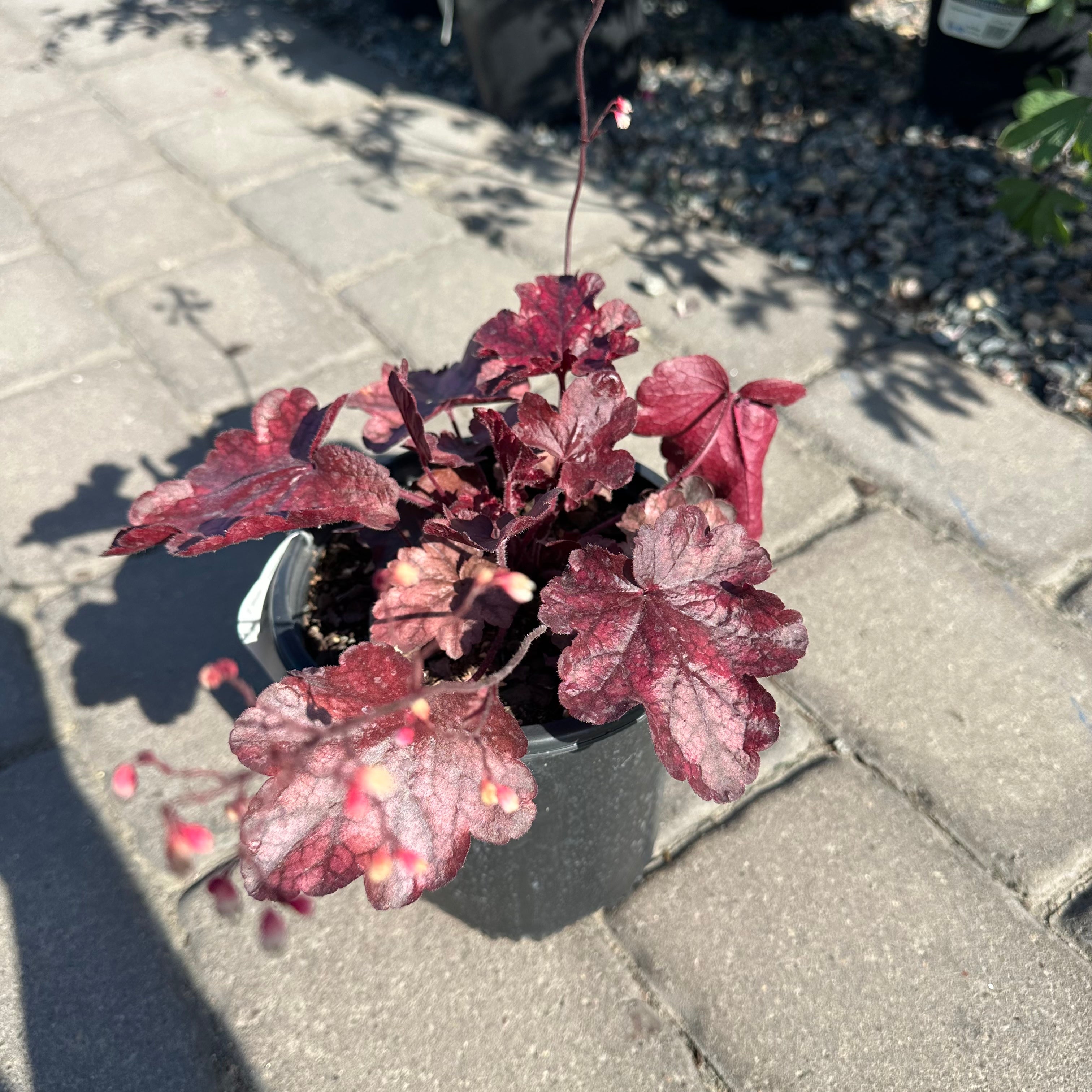 Fire Chief Coral Bells (Heuchera 'Fire Chief') — St. Paul, MN