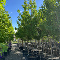Firefall Maple (Acer 'Firefall') — Minneapolis, MN
