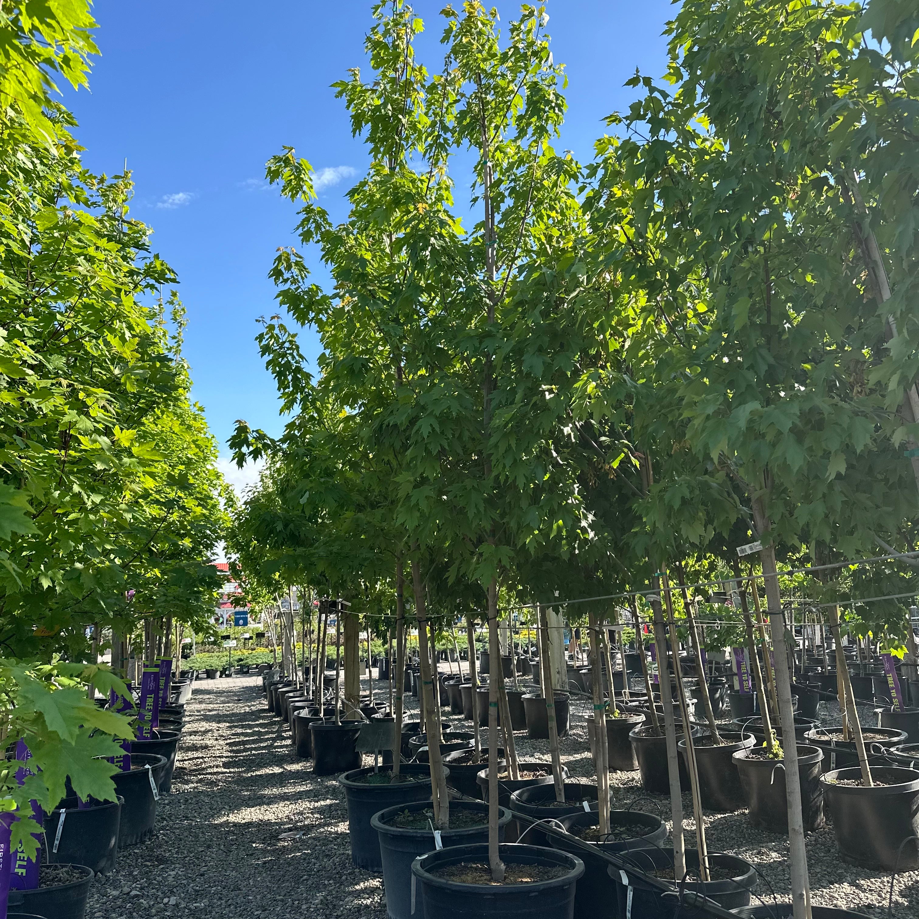 Firefall Maple (Acer 'Firefall') — Minneapolis, MN