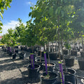 First Editions Snowdance Japanese Tree Lilac (Syringa reticulata 'First Editions Snowdance') — Wayzata, MN