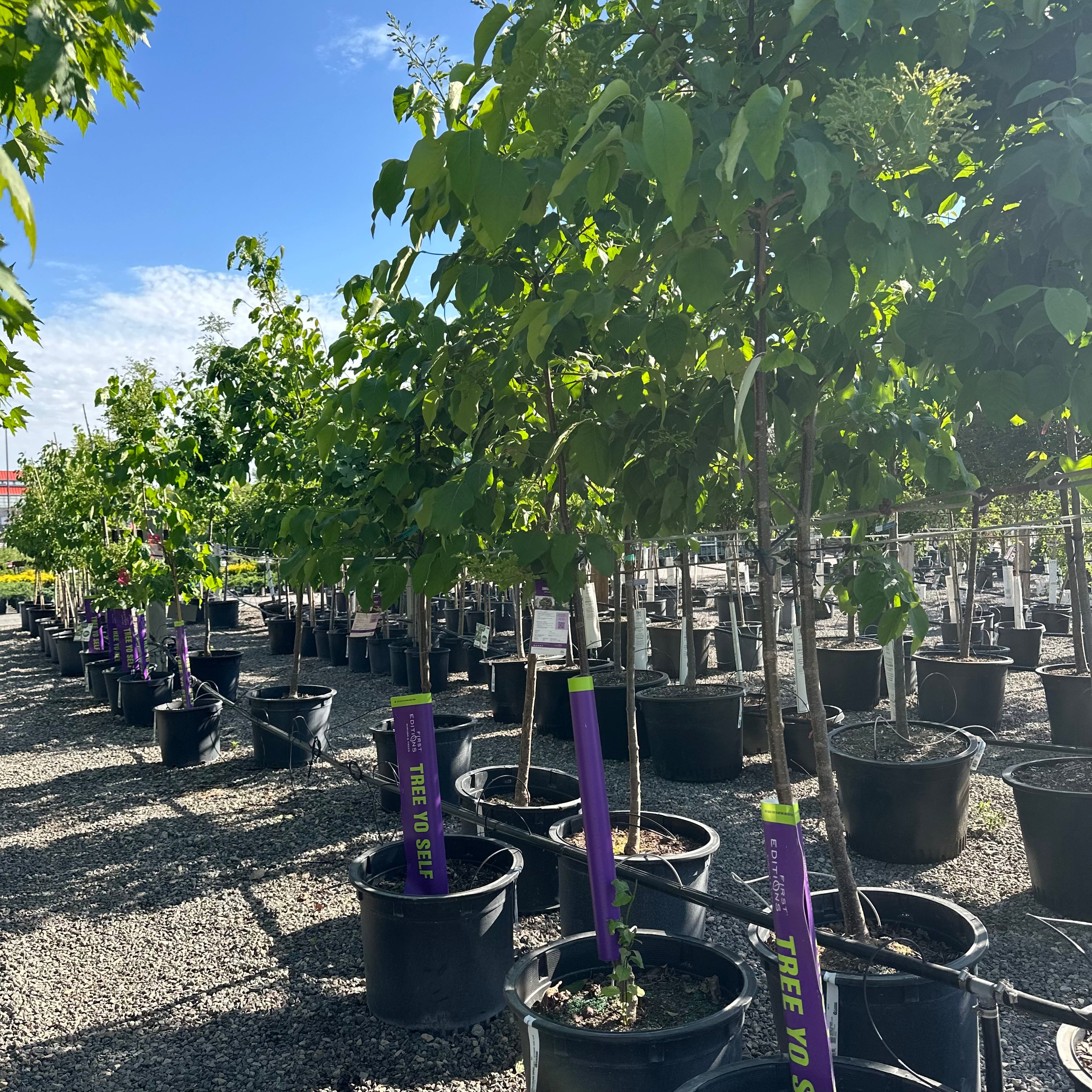 First Editions Snowdance Japanese Tree Lilac (Syringa reticulata 'First Editions Snowdance') — Wayzata, MN