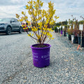 First Editions Neon Burst Dogwood (Cornus alba 'ByBoughen') — Wayzata, MN