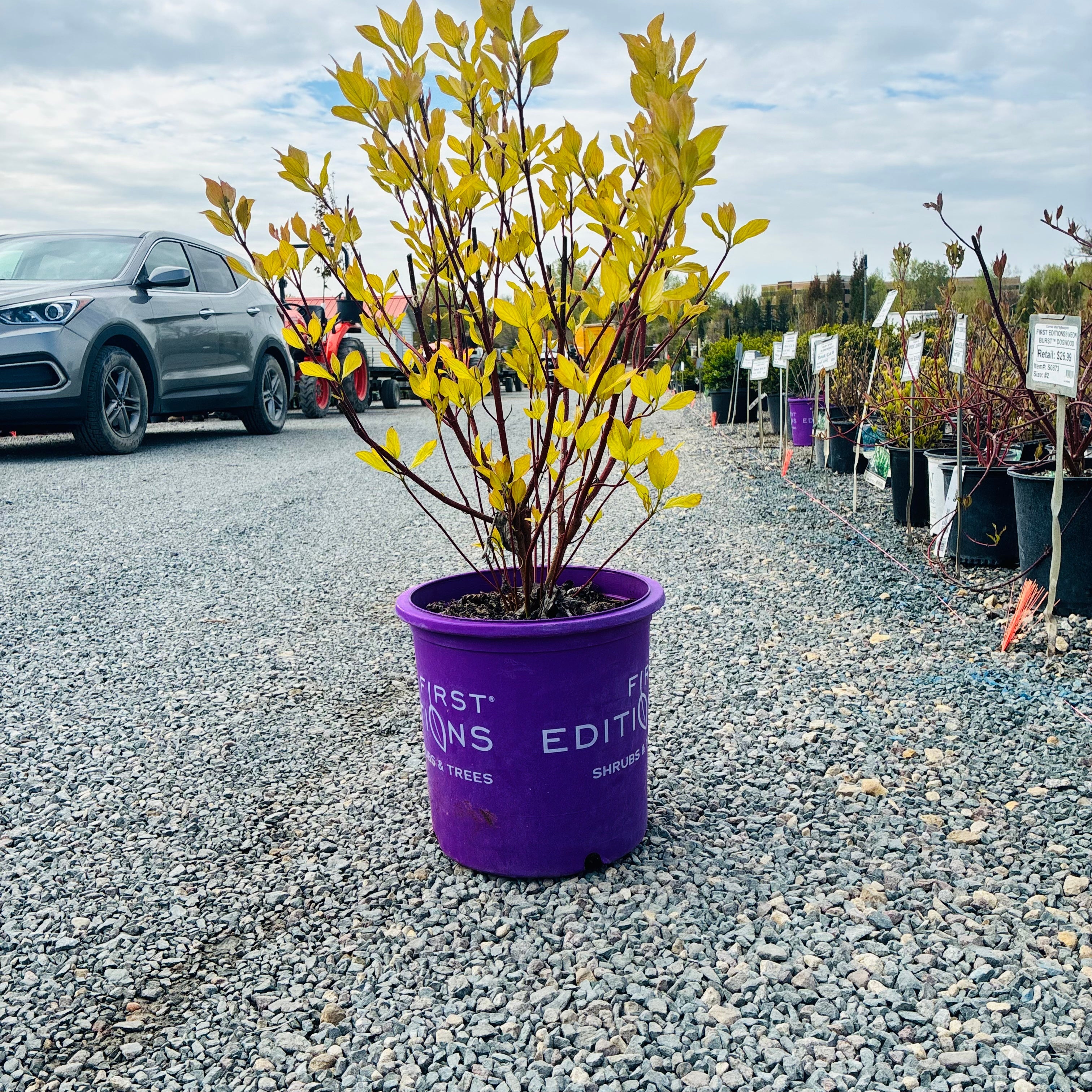 First Editions Neon Burst Dogwood (Cornus alba 'ByBoughen') — Wayzata, MN