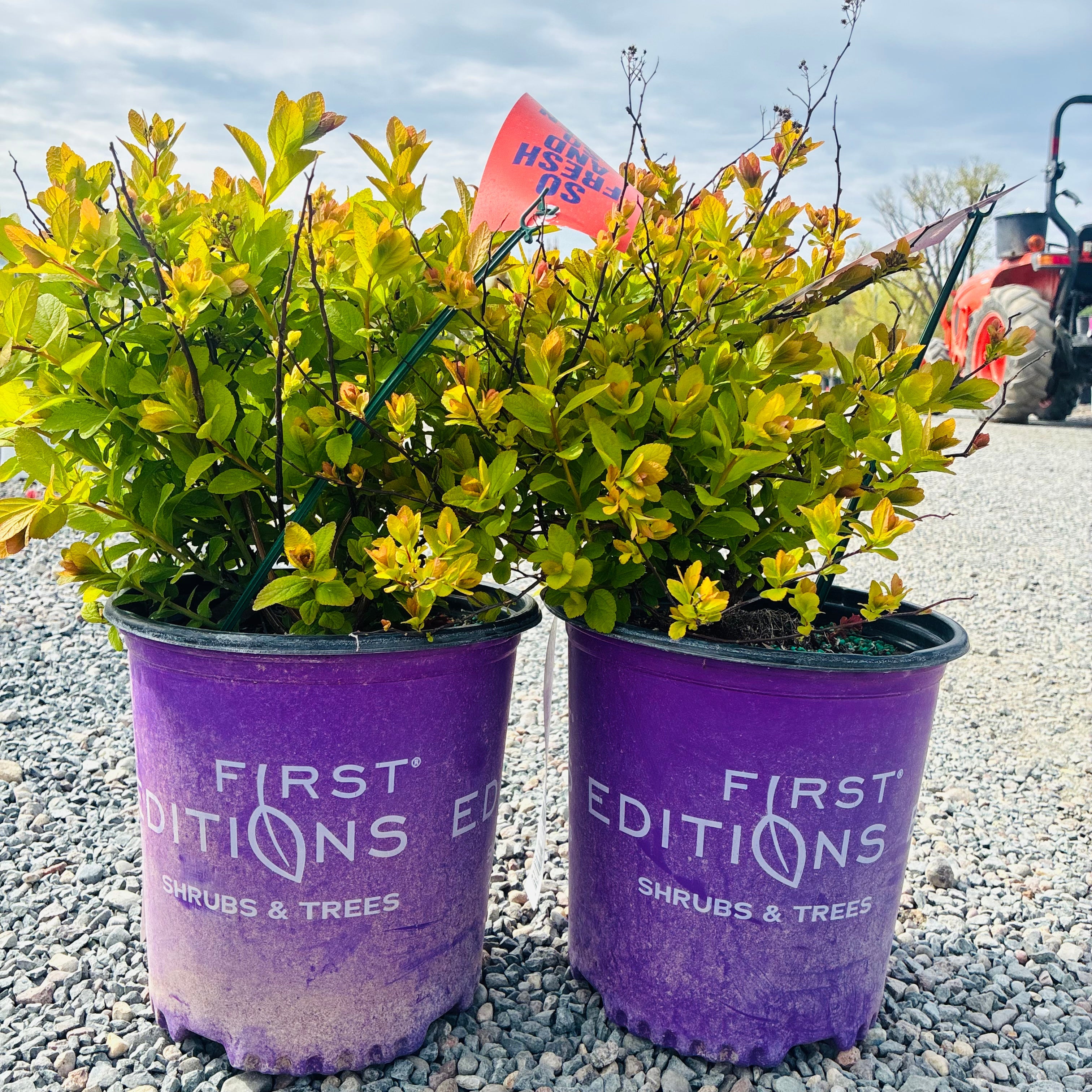First Editions Pink Sparkler Birchleaf Spirea (Spiraea betulifolia 'Pink Sparkler') — Plymouth, MN
