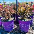 First Edition Shinning Sensation Weigela — Maple Grove, MN