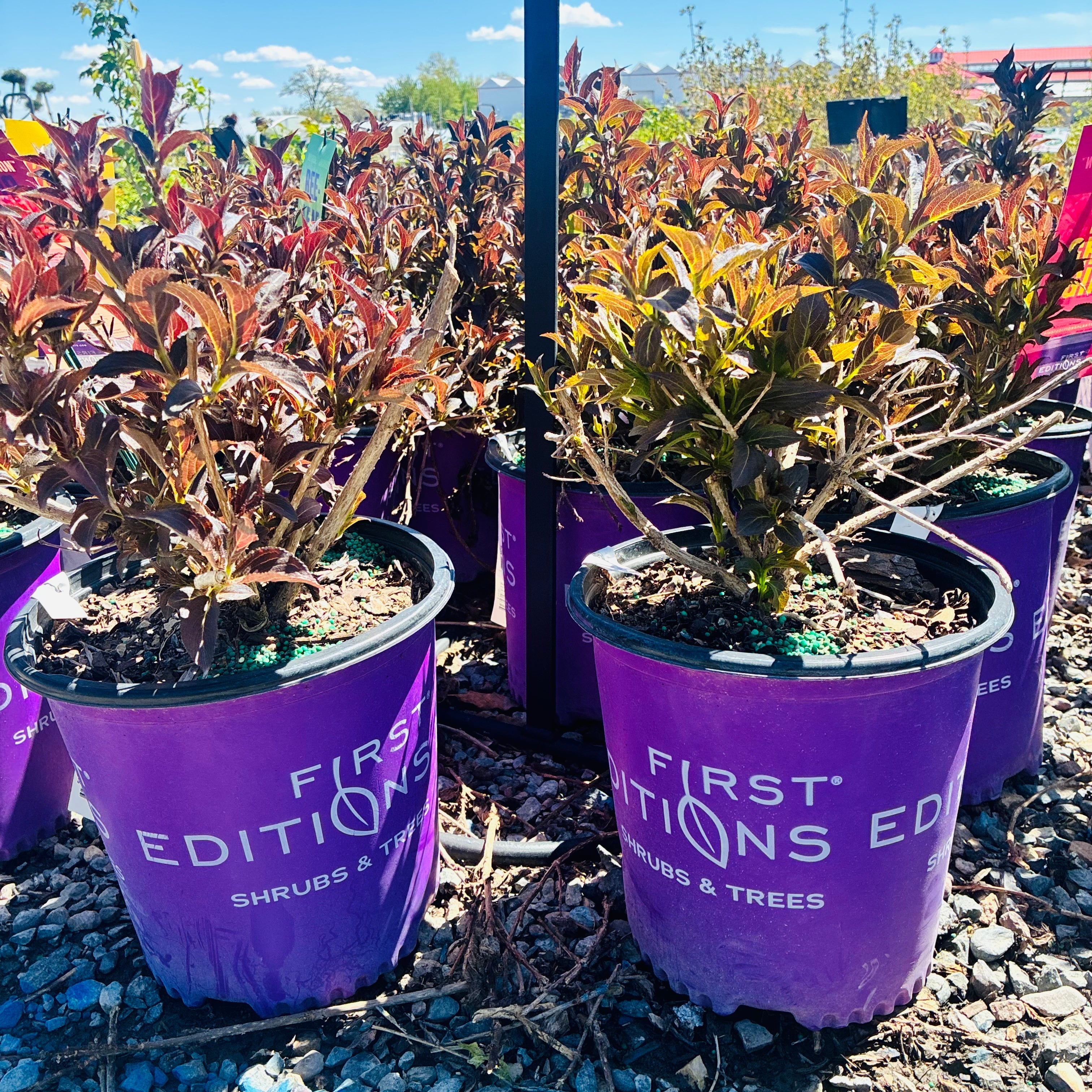 First Edition Shinning Sensation Weigela — Maple Grove, MN
