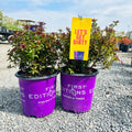 First Editions Superstar Spirea (Spiraea japonica 'Denistar') — Twin Cities, MN