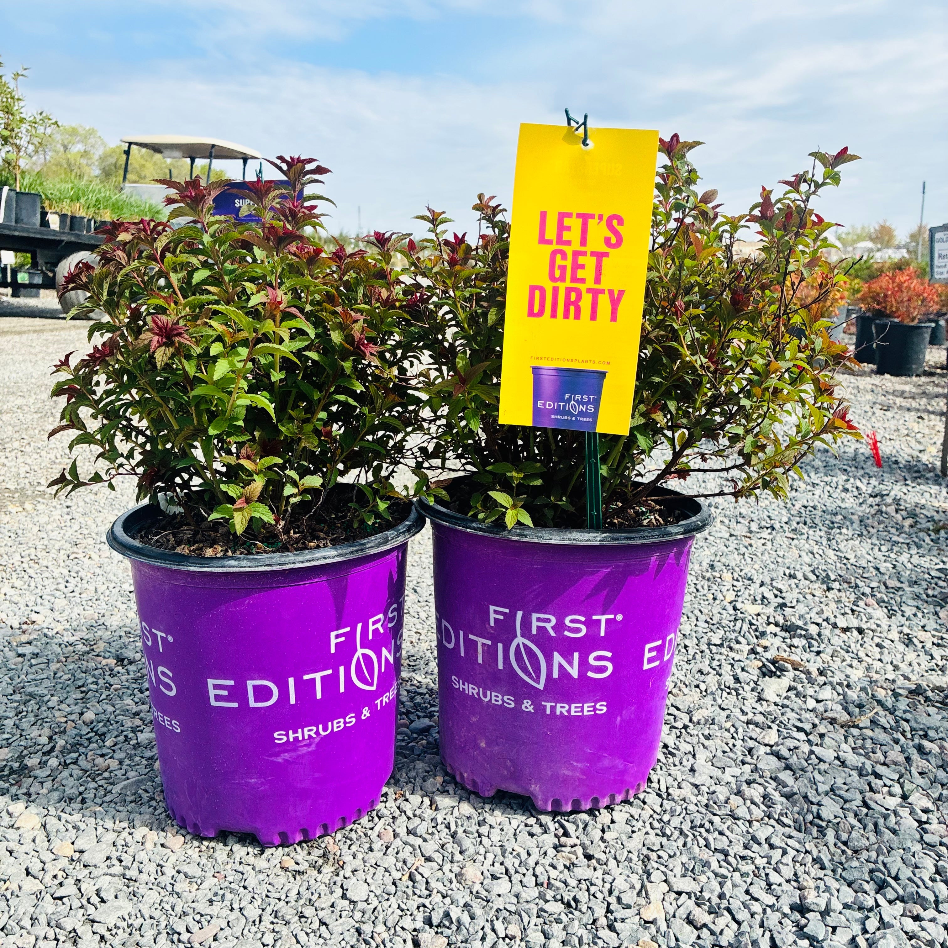 First Editions Superstar Spirea (Spiraea japonica 'Denistar') — Twin Cities, MN