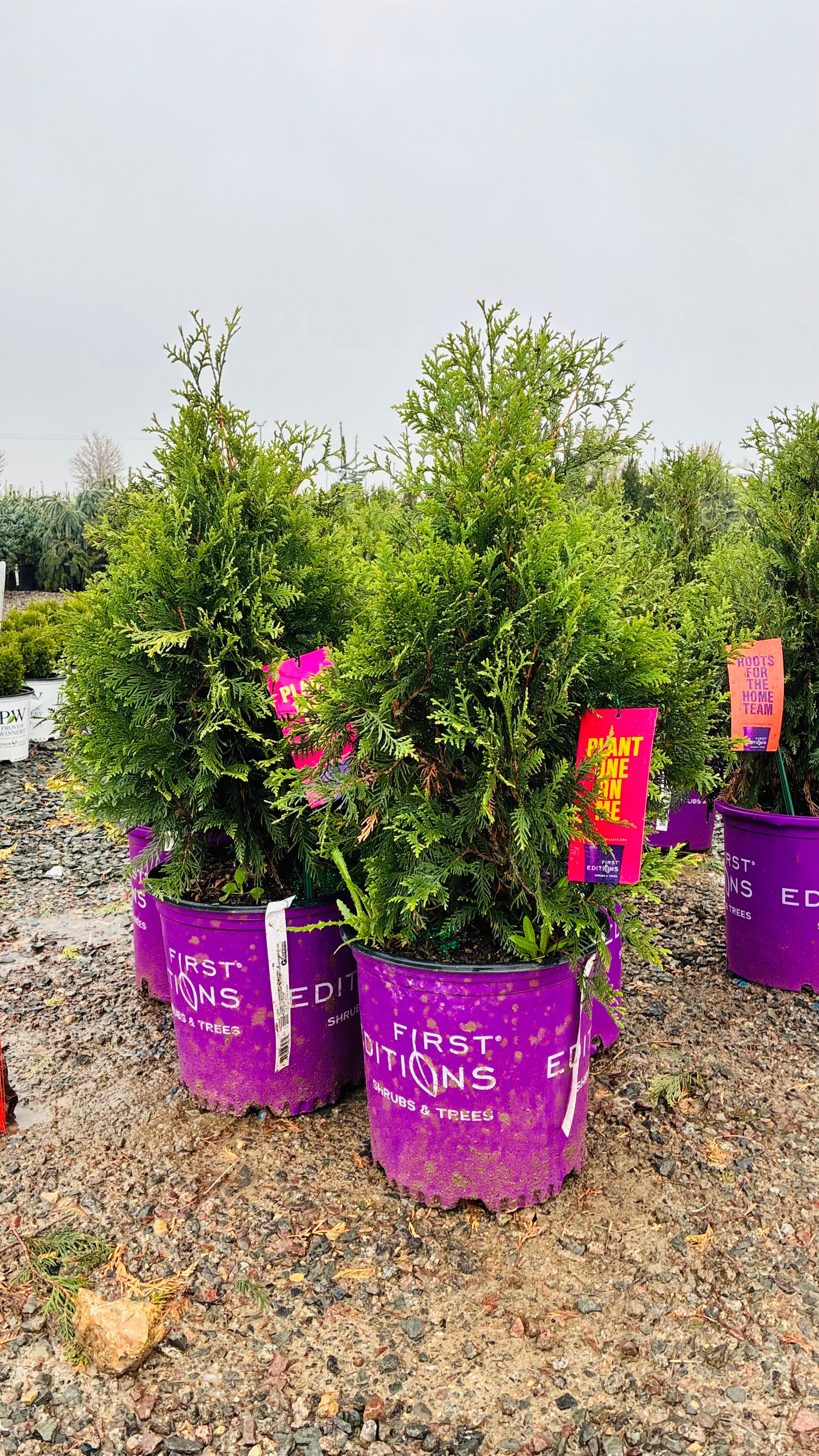 First Editions Technito Arborvitae in nursery container — Plymouth, MN