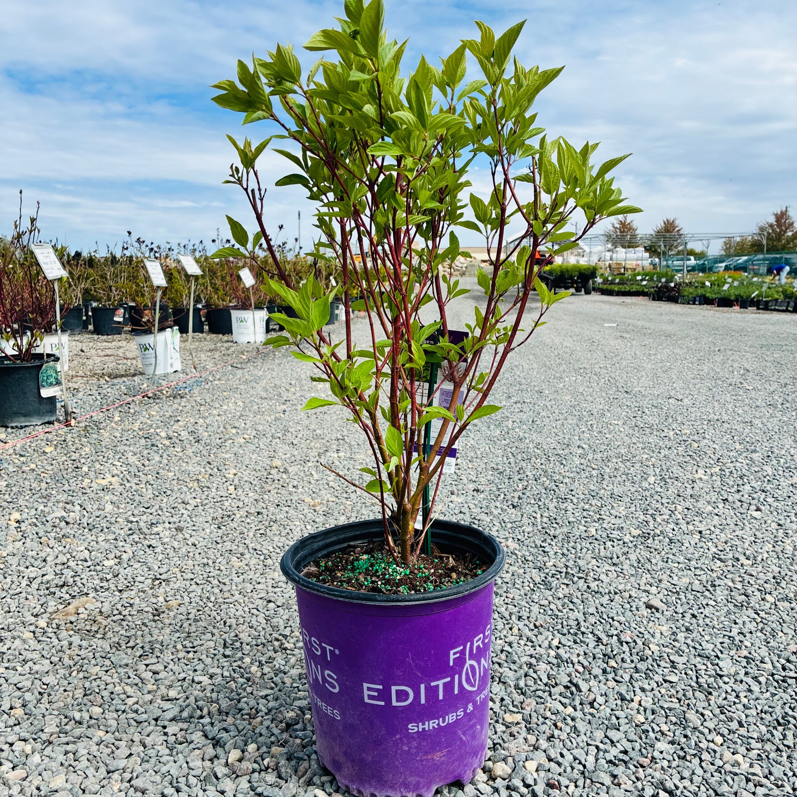 First Editions Firedance Dogwood (Cornus sericea 'Bailadeline') — Minnetonka, MN