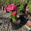 Flame Coral Garden Phlox (Phlox paniculata 'Flame Coral') — Maple Grove, MN