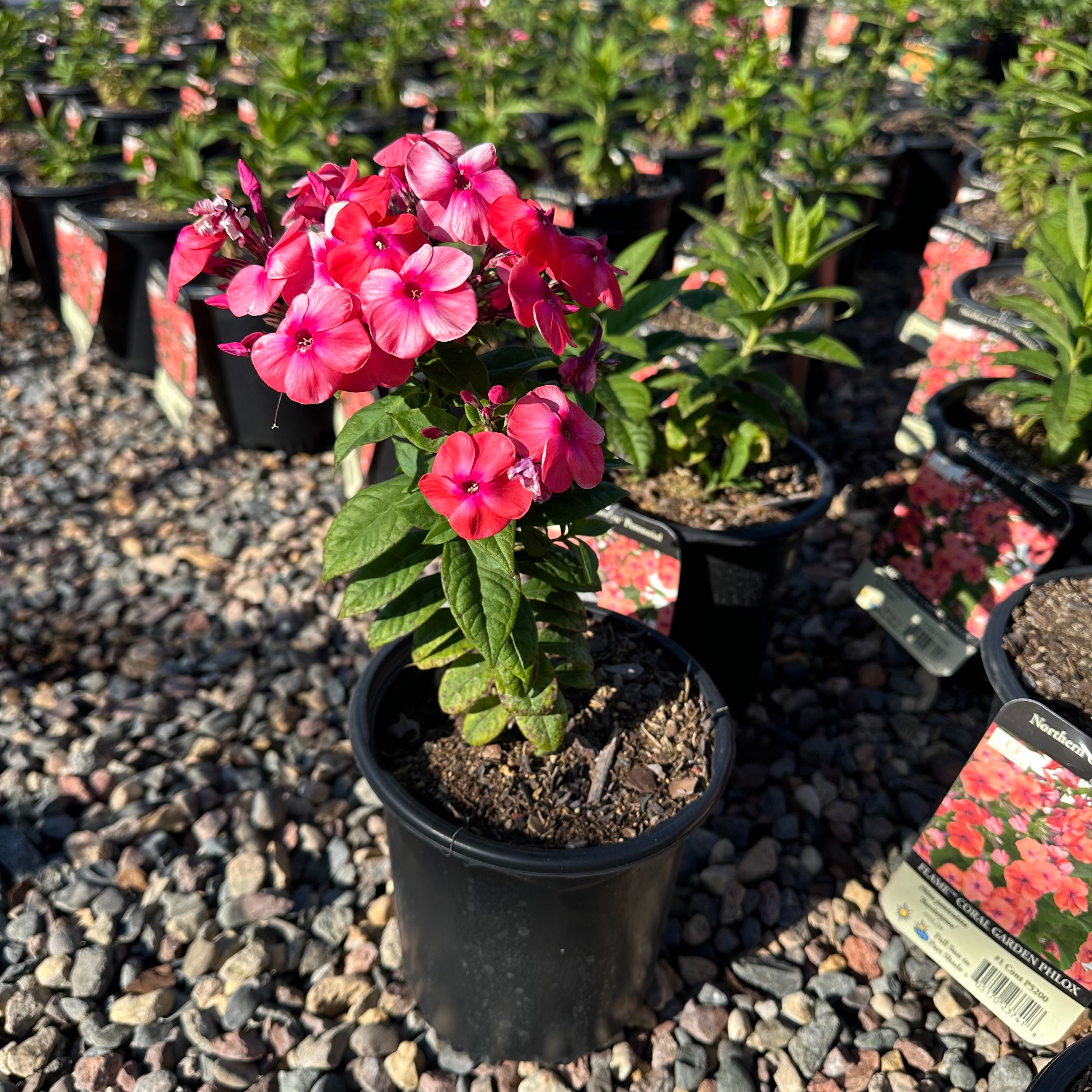 Flame Coral Garden Phlox (Phlox paniculata 'Flame Coral') — Maple Grove, MN