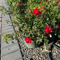 Flower Carpet Scarlet — St. Paul, MN