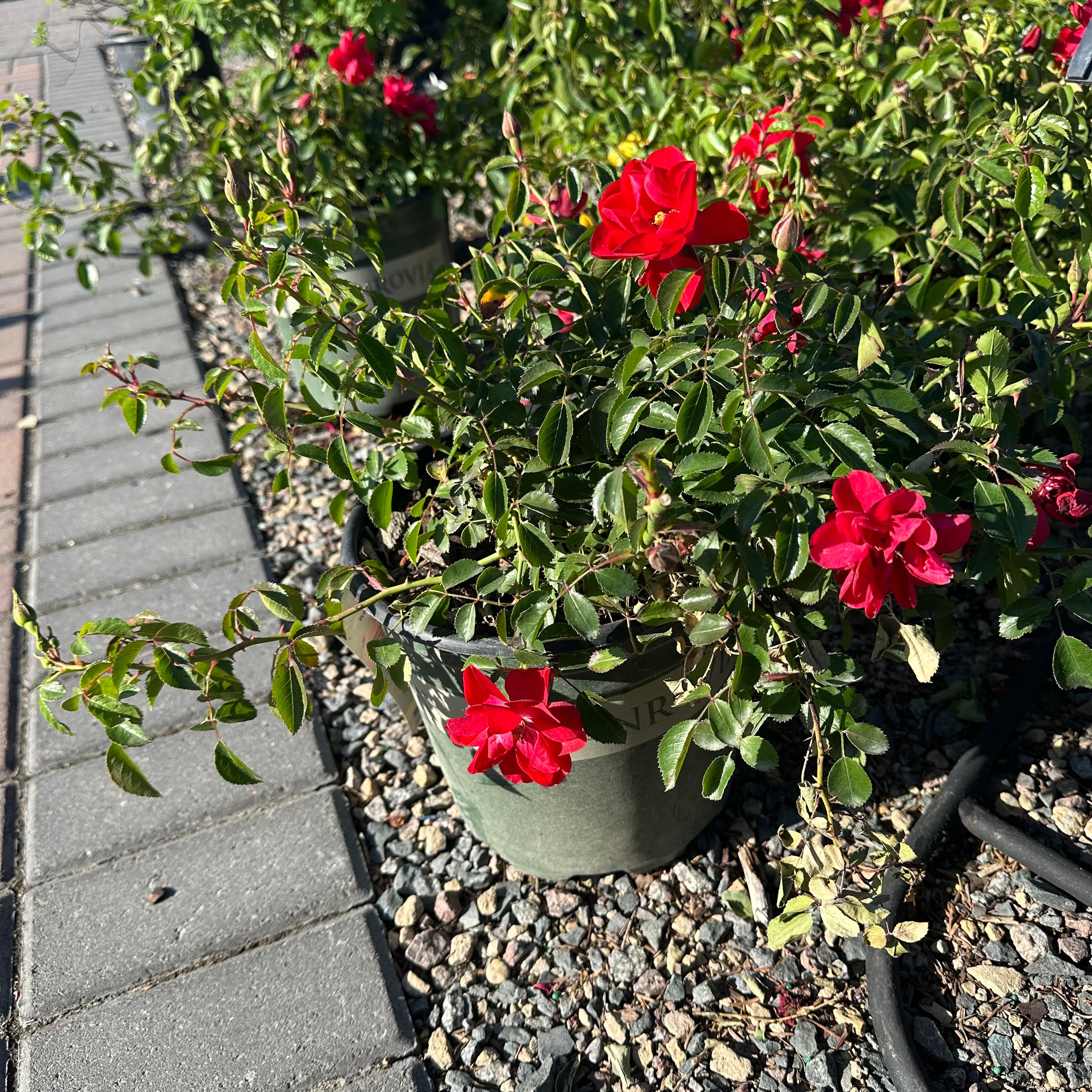 Flower Carpet Scarlet — St. Paul, MN