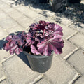 Forever Purple Coral Bells (Heuchera 'Forever Purple') — Eden Prairie, MN