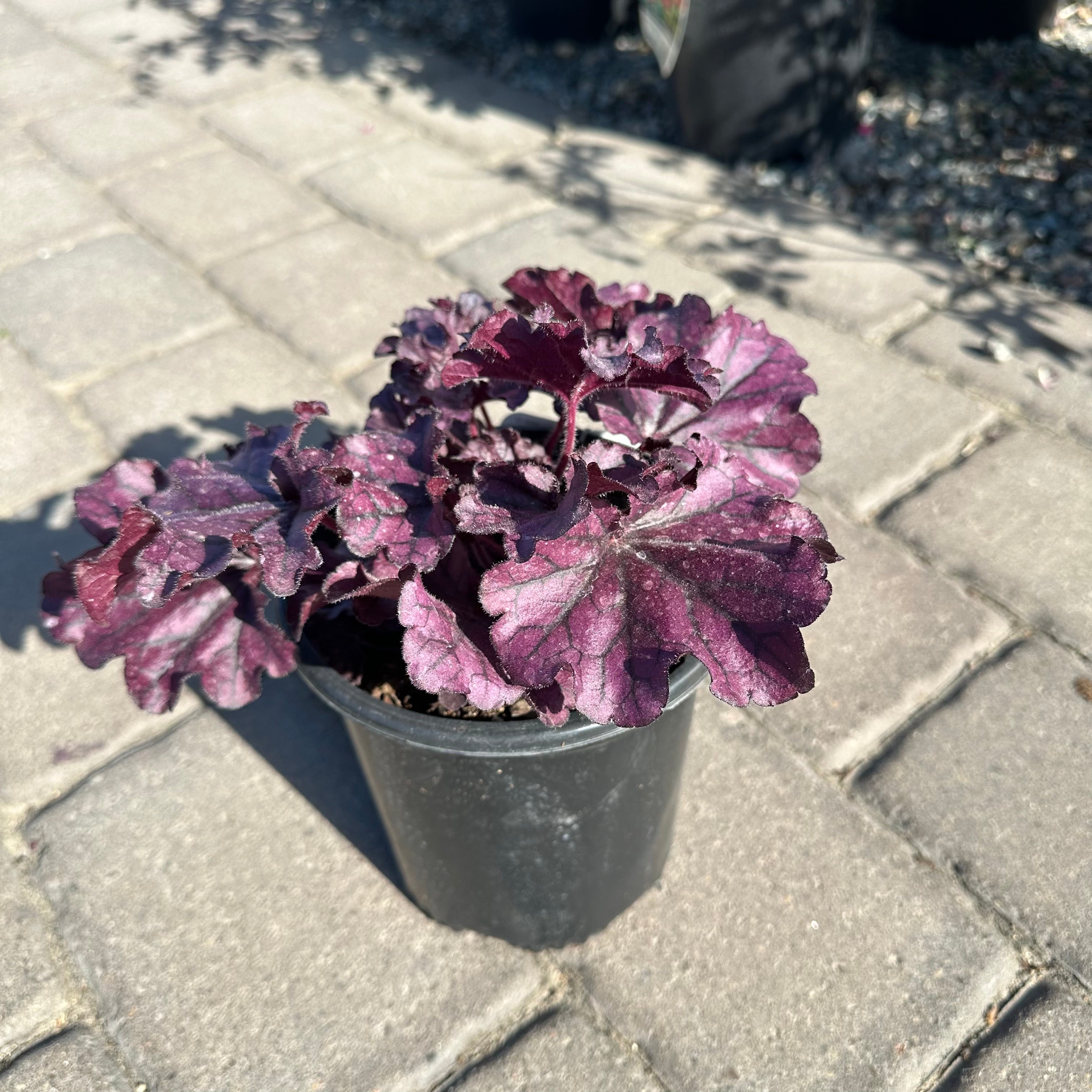 Forever Purple Coral Bells (Heuchera 'Forever Purple') — Eden Prairie, MN