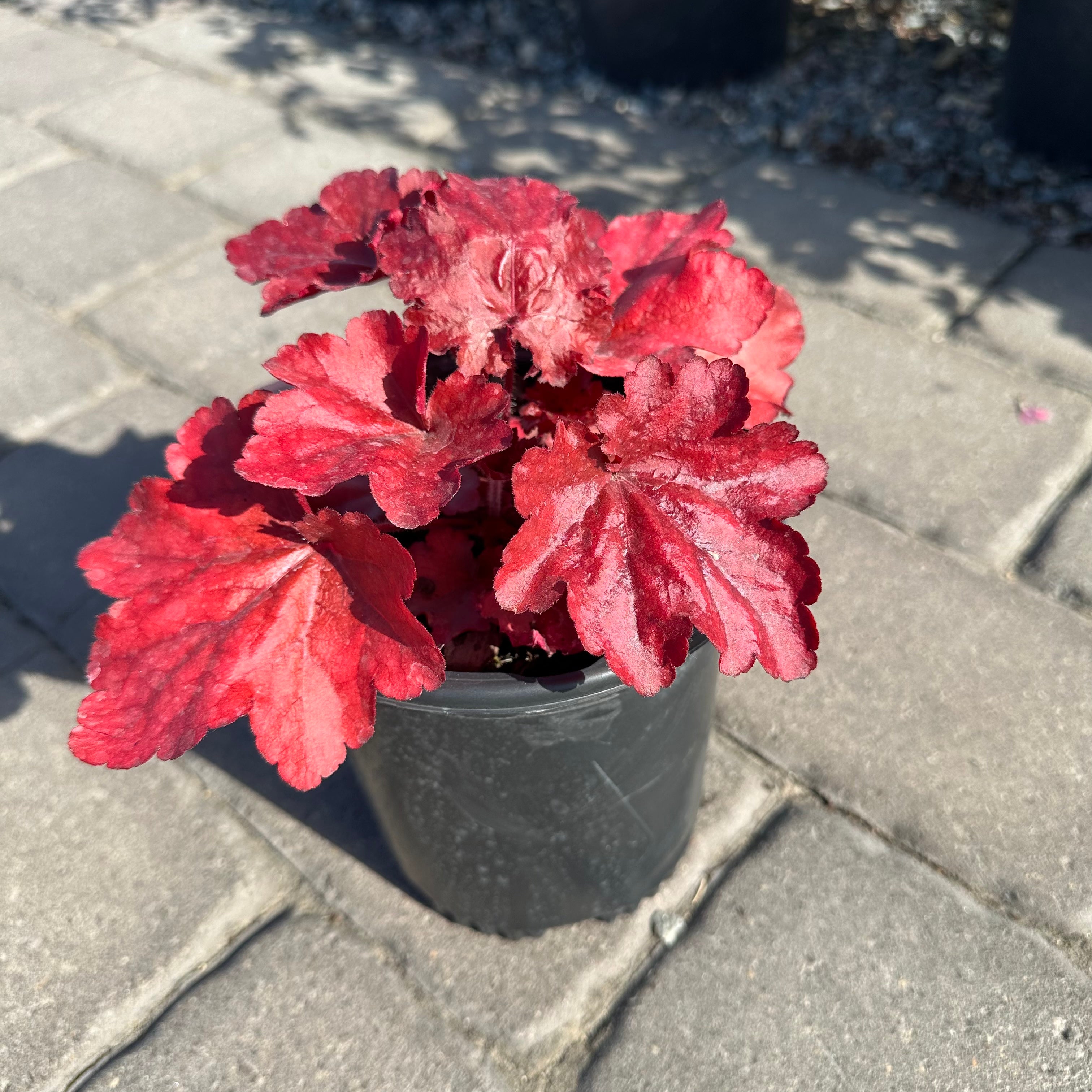 Forever Red Coral Bells (Heuchera 'Forever Red') — Minnetonka, MN