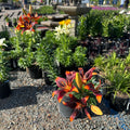 Forever Susan Asiatic Lily (Lilium 'Forever Susan') — Plymouth, MN