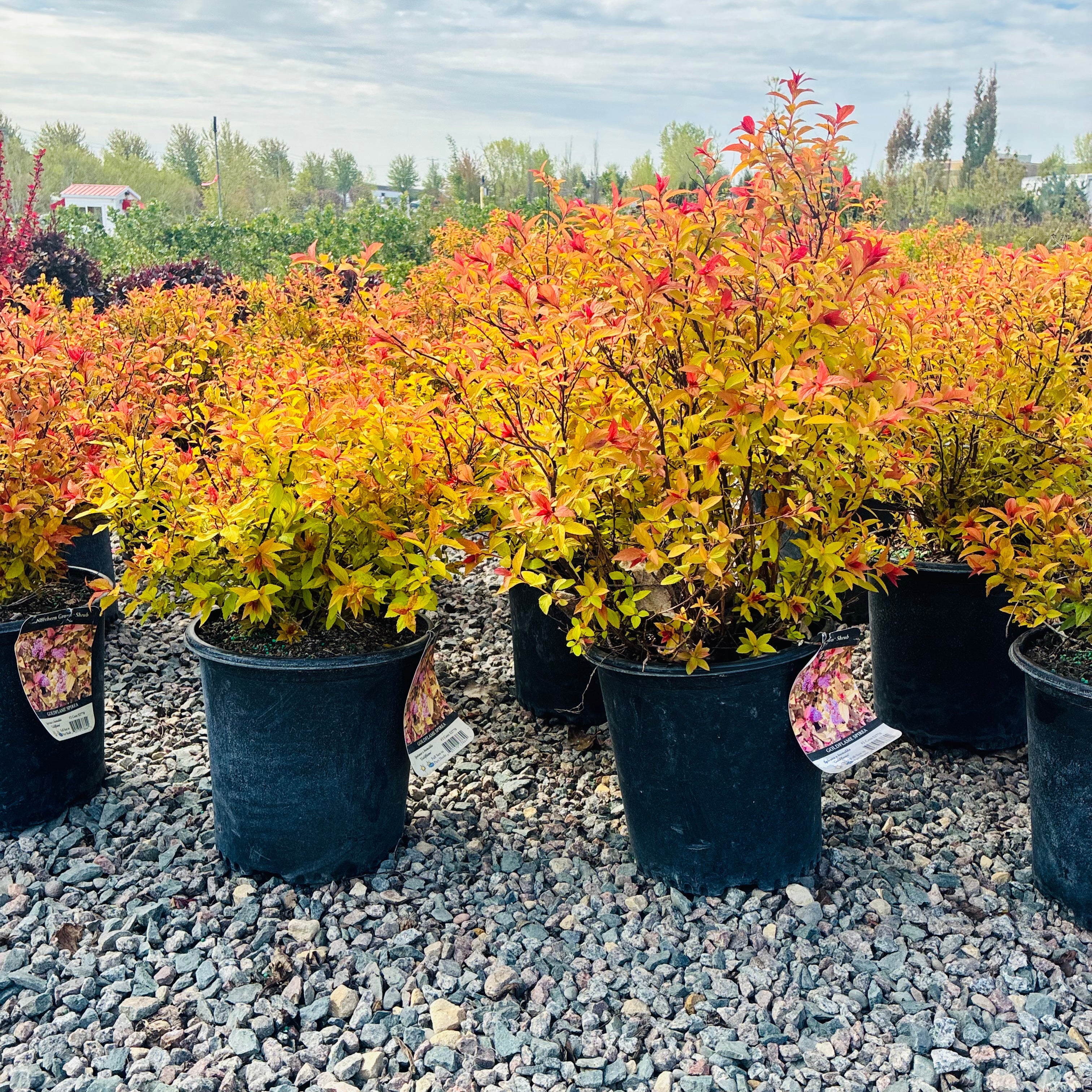 Goldflame Spirea (Spiraea japonica 'Goldfire') — Minneapolis, MN