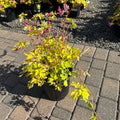 Golden Heart Bleeding Heart (Dicentra 'Golden Heart') — Bloomington, MN