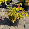 Golden Hearts Bleeding Heart (Dicentra 'Golden Hearts') — Twin Cities, MN