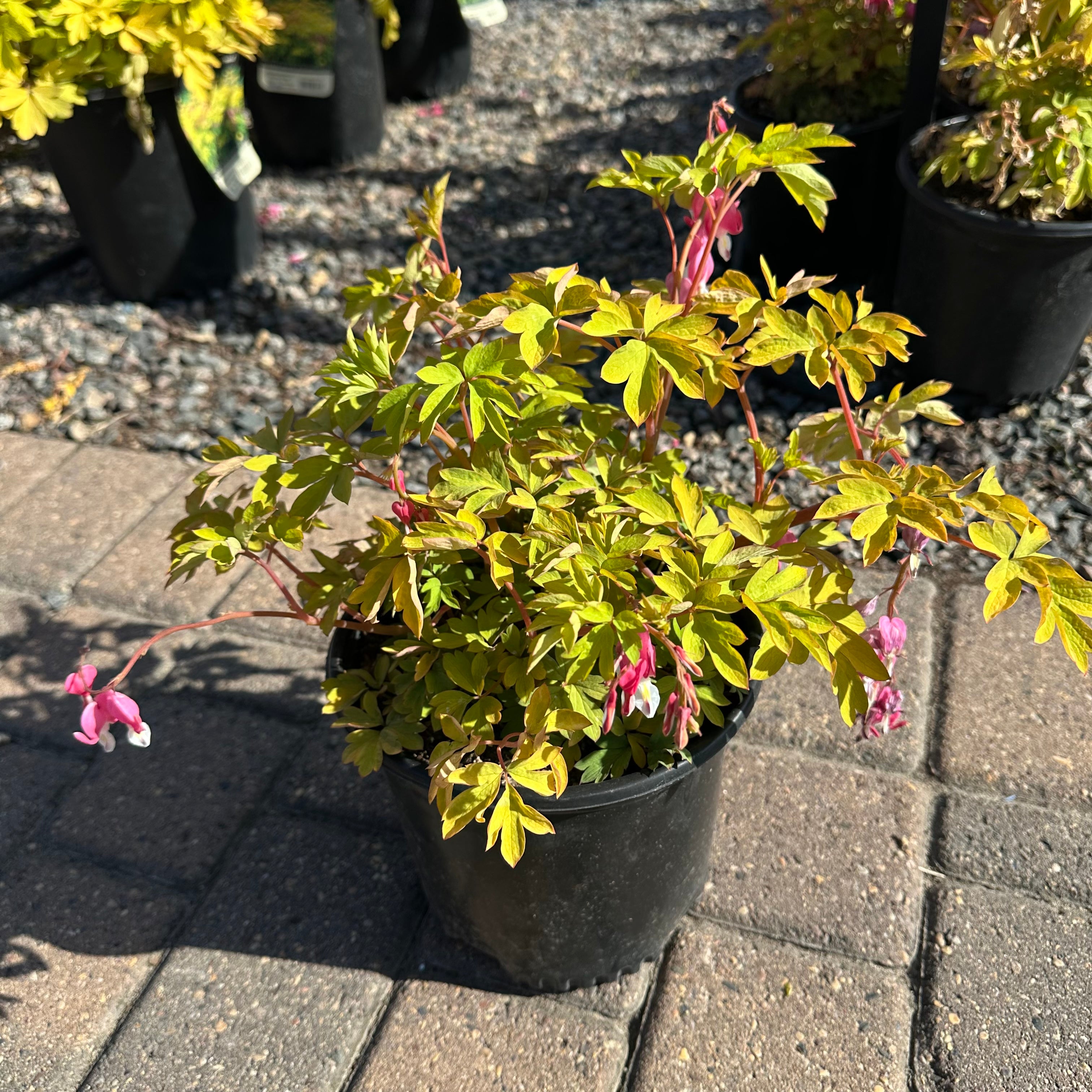 Golden Hearts Bleeding Heart (Dicentra 'Golden Hearts') — Twin Cities, MN