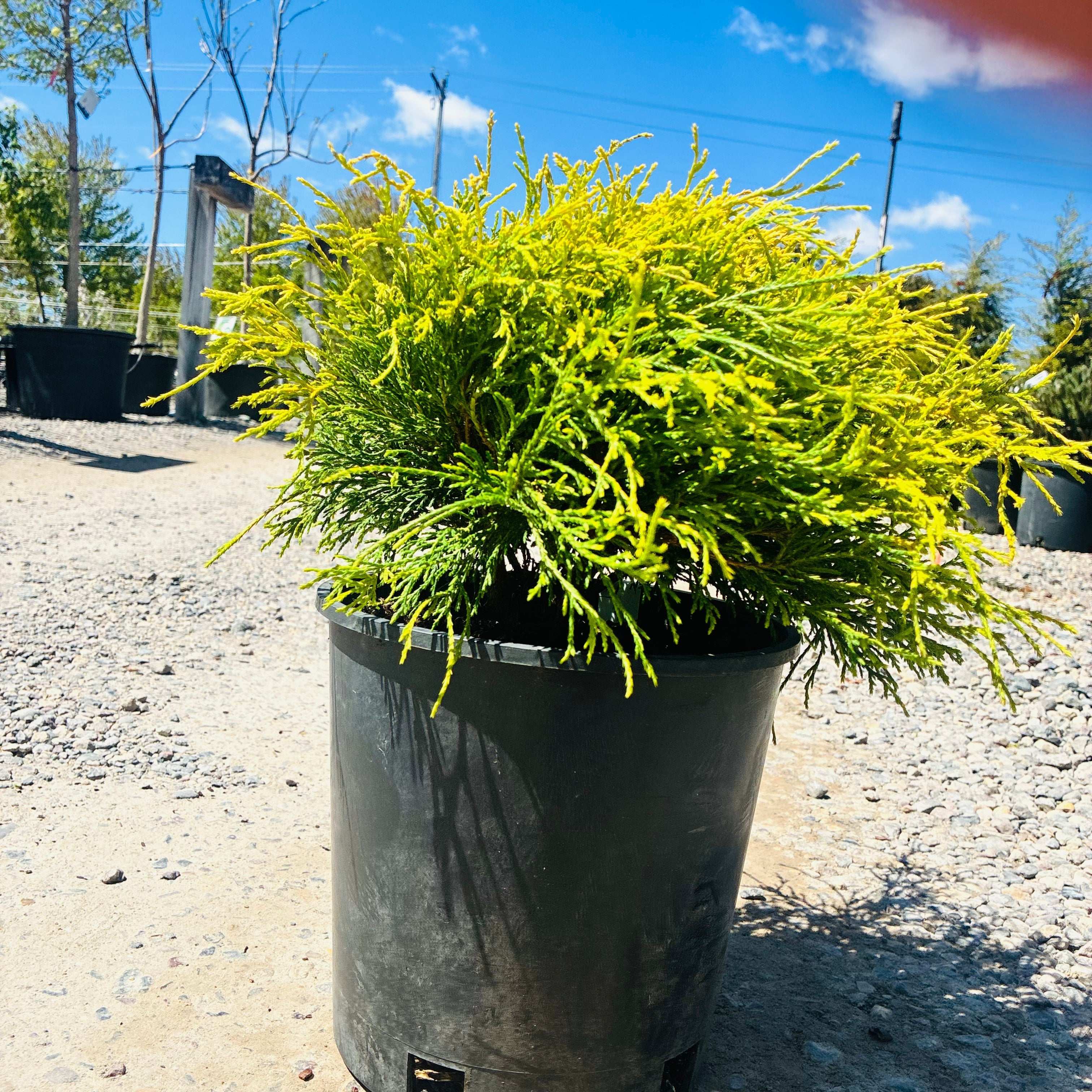 Golden Mop False Cypress — Bloomington, MN
