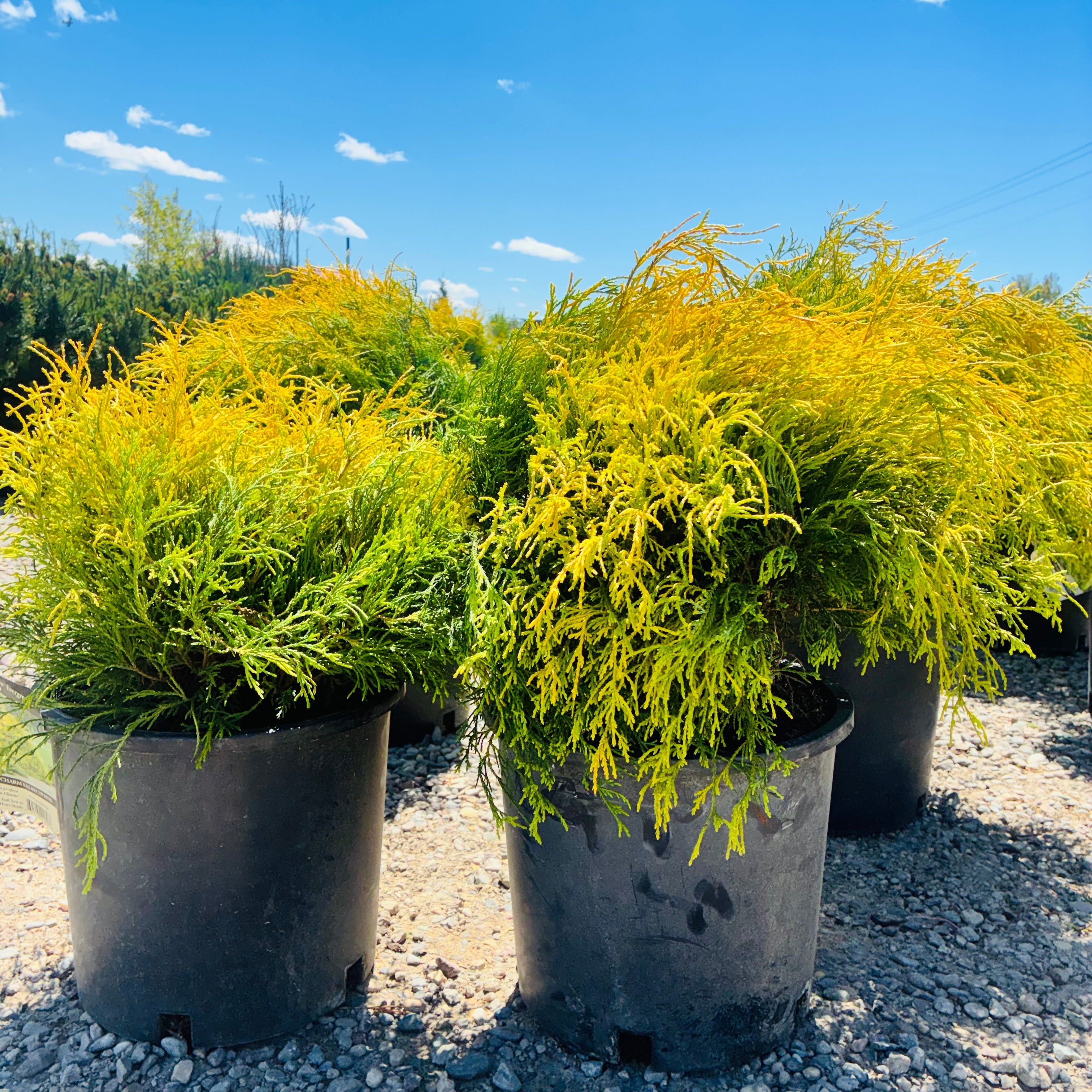 Golden Charm False Cypress — Plymouth, MN