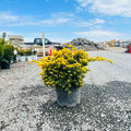 Golden Japanese Yew (Taxus cuspidata 'Aurea') — Wayzata, MN