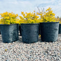 Golden Mound Spirea (Spiraea japonica 'Golden Mound') — St. Paul, MN